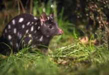 17 Amazing Things To Do In North West Tasmania Before Everyone Else Finds Out tarkine tasmania