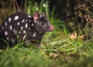 17 Amazing Things To Do In North West Tasmania Before Everyone Else Finds Out tarkine tasmania