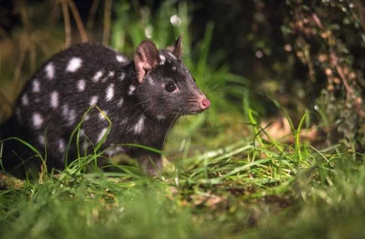 17 Amazing Things To Do In North West Tasmania Before Everyone Else Finds Out tarkine tasmania