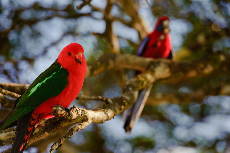 Colourful birds on a branch along one of the 4wd tracks around brisbane 