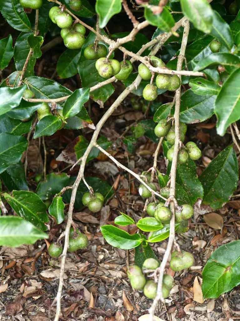 Madura Tea acorns