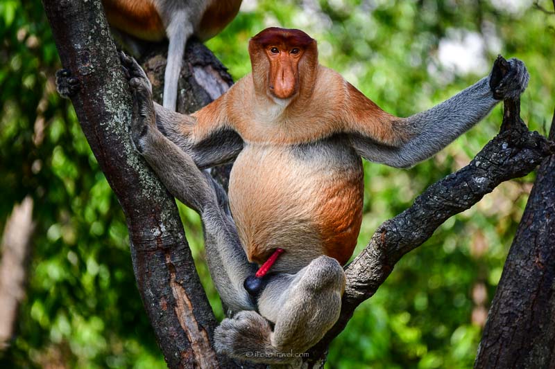 Large male proboscis monkey - Sandakan Borneo