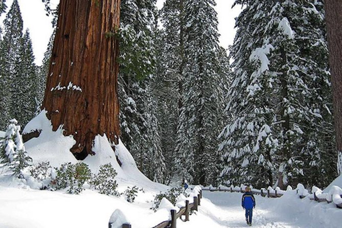 Private Giant Sequoia Grove Hike or Snowshoe