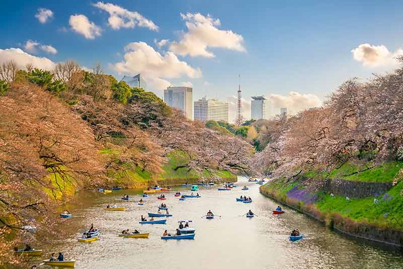 Chidorigafuchi Park During The Spring Season