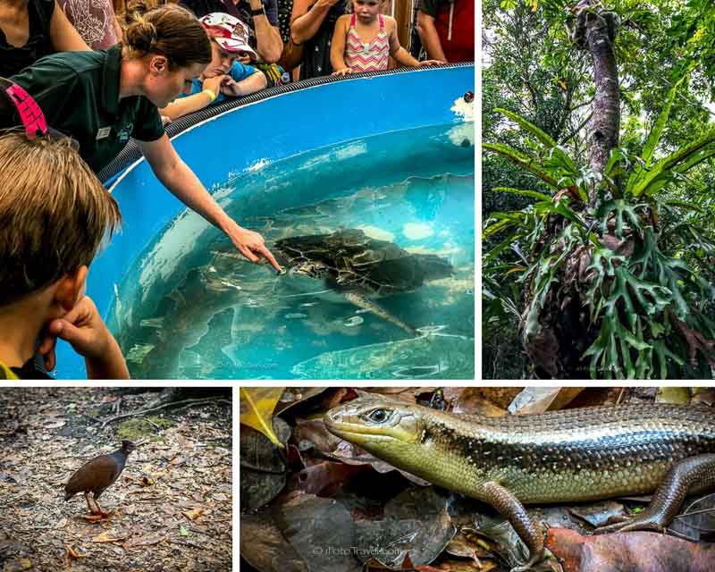 Fitzroy Island flora fauna collage, including the turtle rehab, rainforest epiphytes, skink and scrub fowl