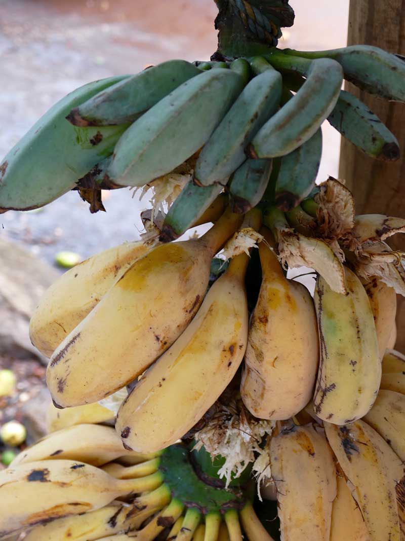 Blue Banana at Tropical Fruit World.