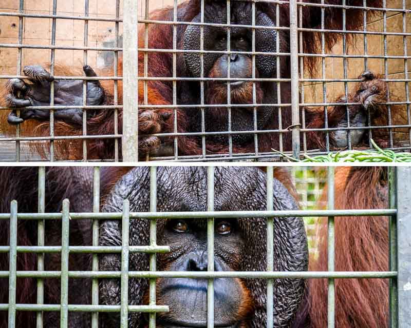 Adult male orangutans in captivity Kalimantan