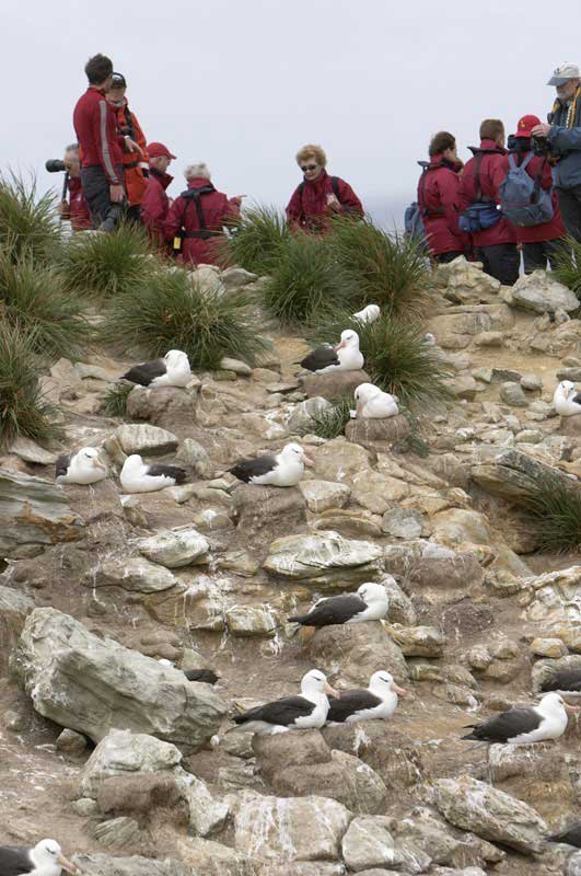 Albatross-in-rookery-New-Island-e1439464747711