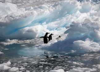 Antarctica landmarks Neko Harbour three gentoo penguins on ice