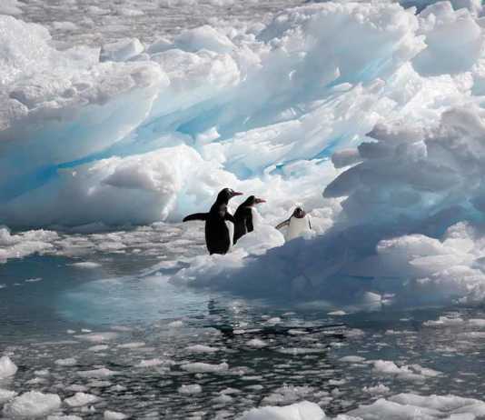 Antarctica landmarks Neko Harbour three gentoo penguins on ice