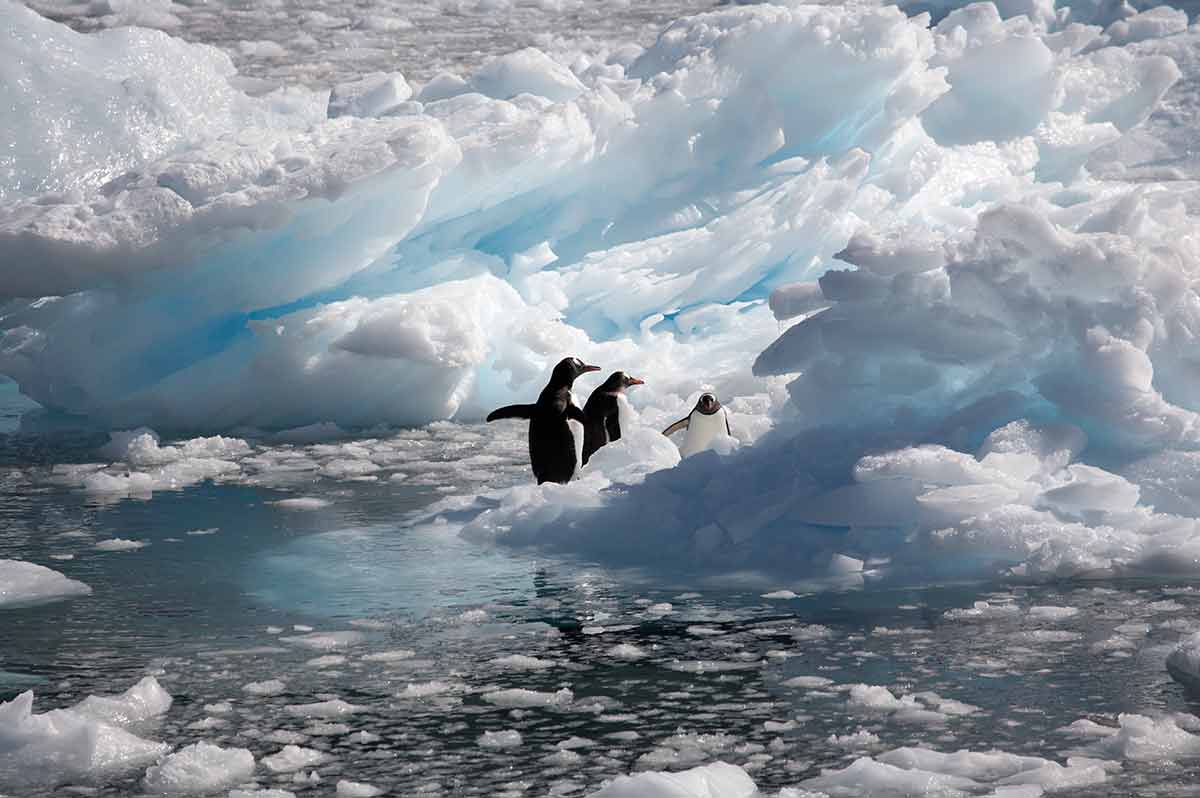 Antarctica landmarks Neko Harbour three gentoo penguins on ice