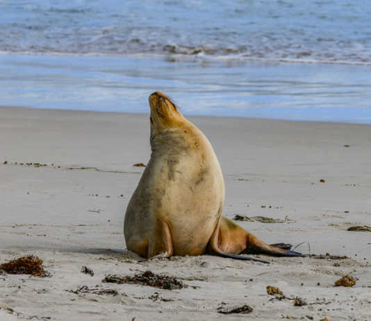 Australian sea lion at Seal Bay Kangaroo Island wildlife attraction