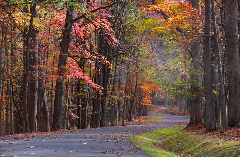 Fall colours along a road in Babcock State Park West Virginia