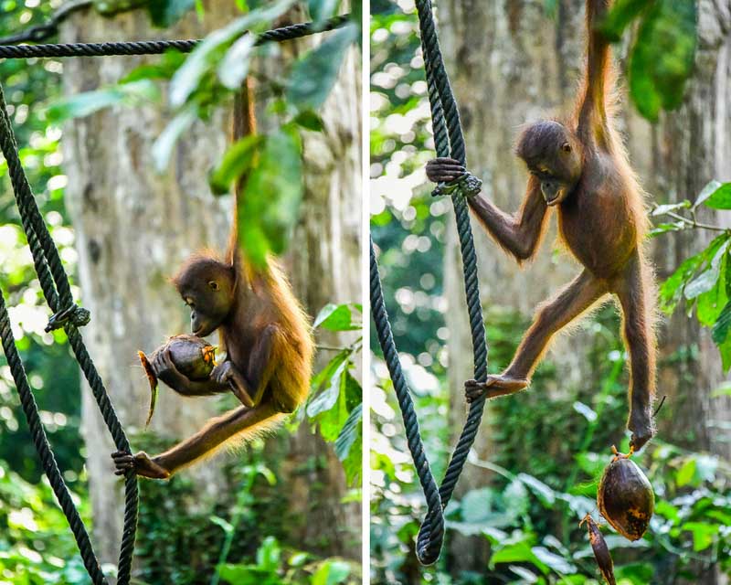 Baby orangutan at Sepilok Orangutan Rehabilitation Centre