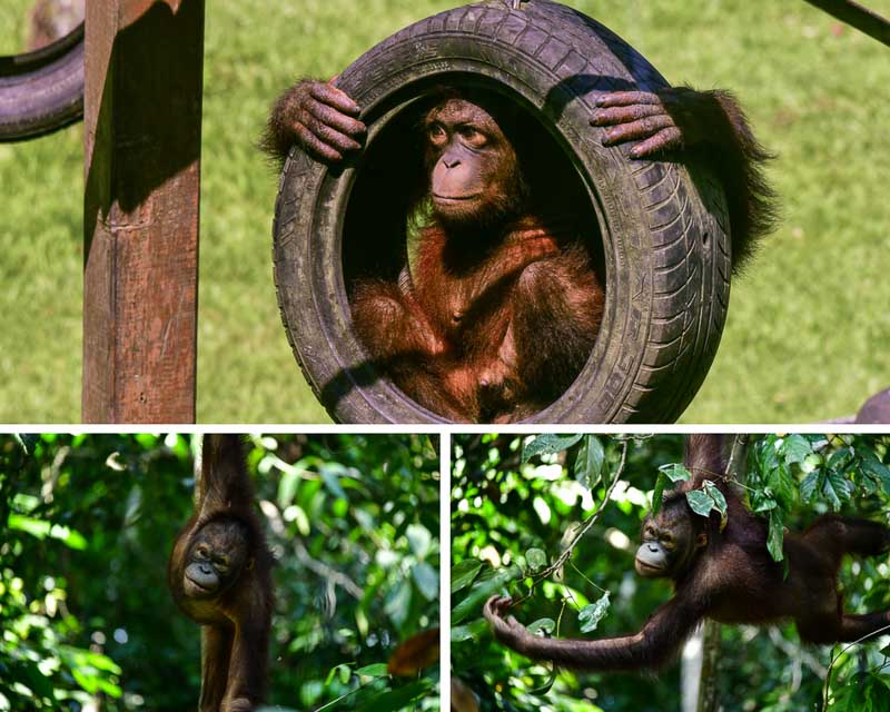 Baby orangutans in Sepilok Orangutan Rehabilitation Centre Outdoor nursery and forest