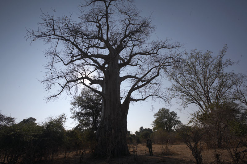 Baobab2