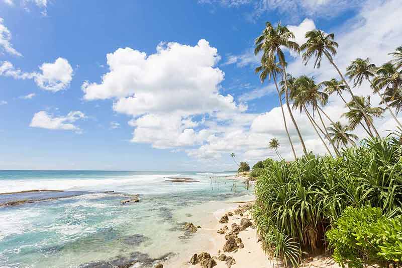 Best beaches in Sri Lanka in august palm trees on Koggala Beach