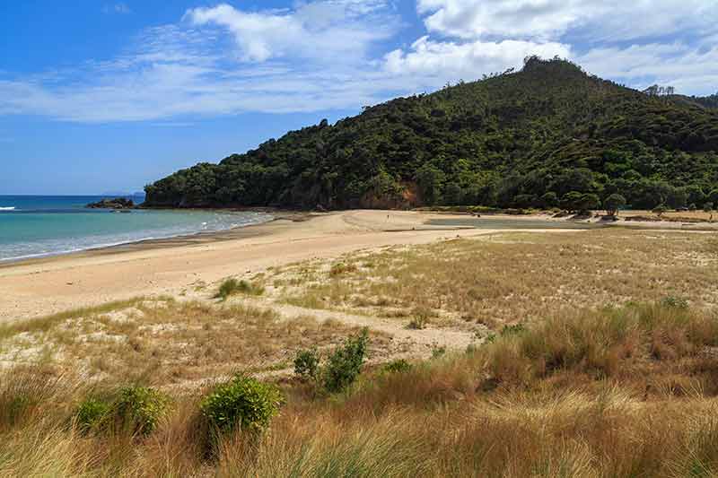 Best beaches north island New Zealand (Kuaotunu Beach dry grass and green lush hill