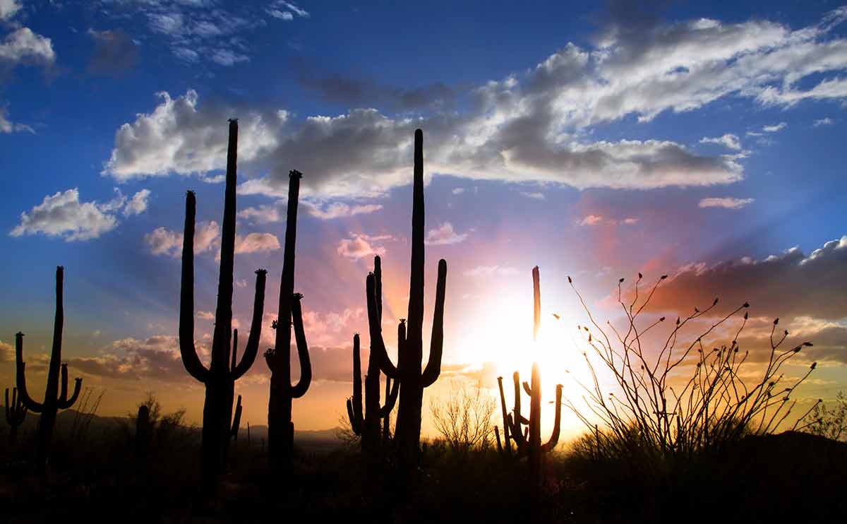 Best deserts in the world Sonoran Desert