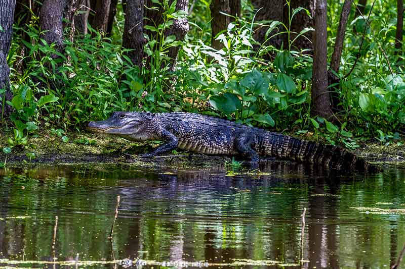 alligator on a river bank