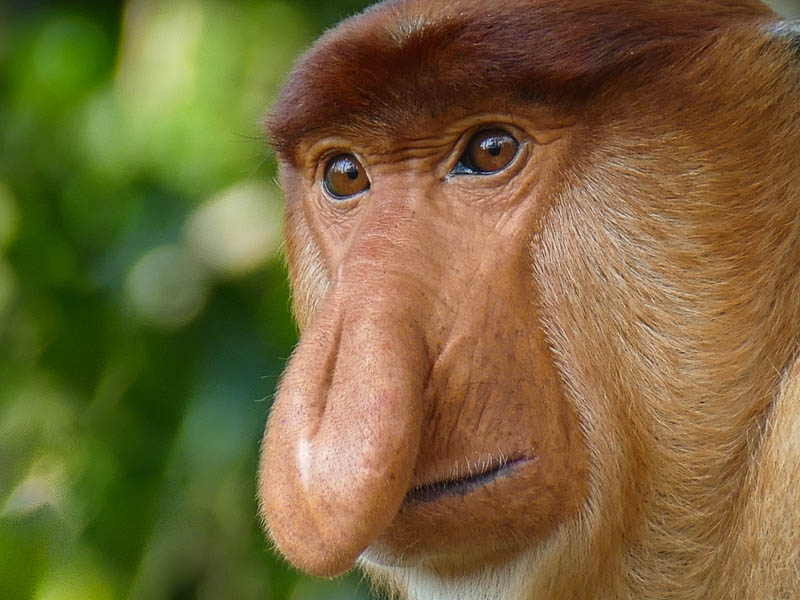 Big nose proboscis monkey Labuk Bay Borneo
