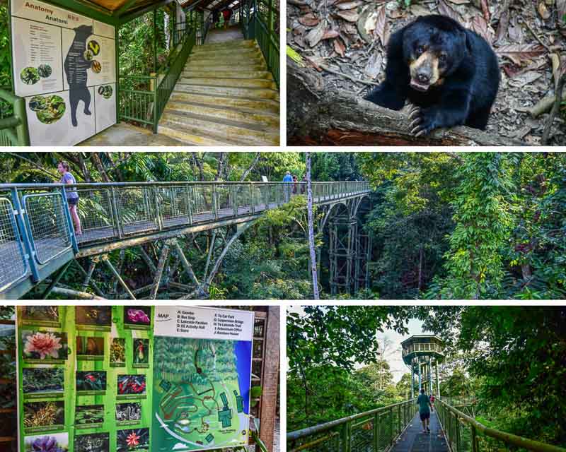 Borneo Sun Bear Centre and Rainforest Discovery Centre