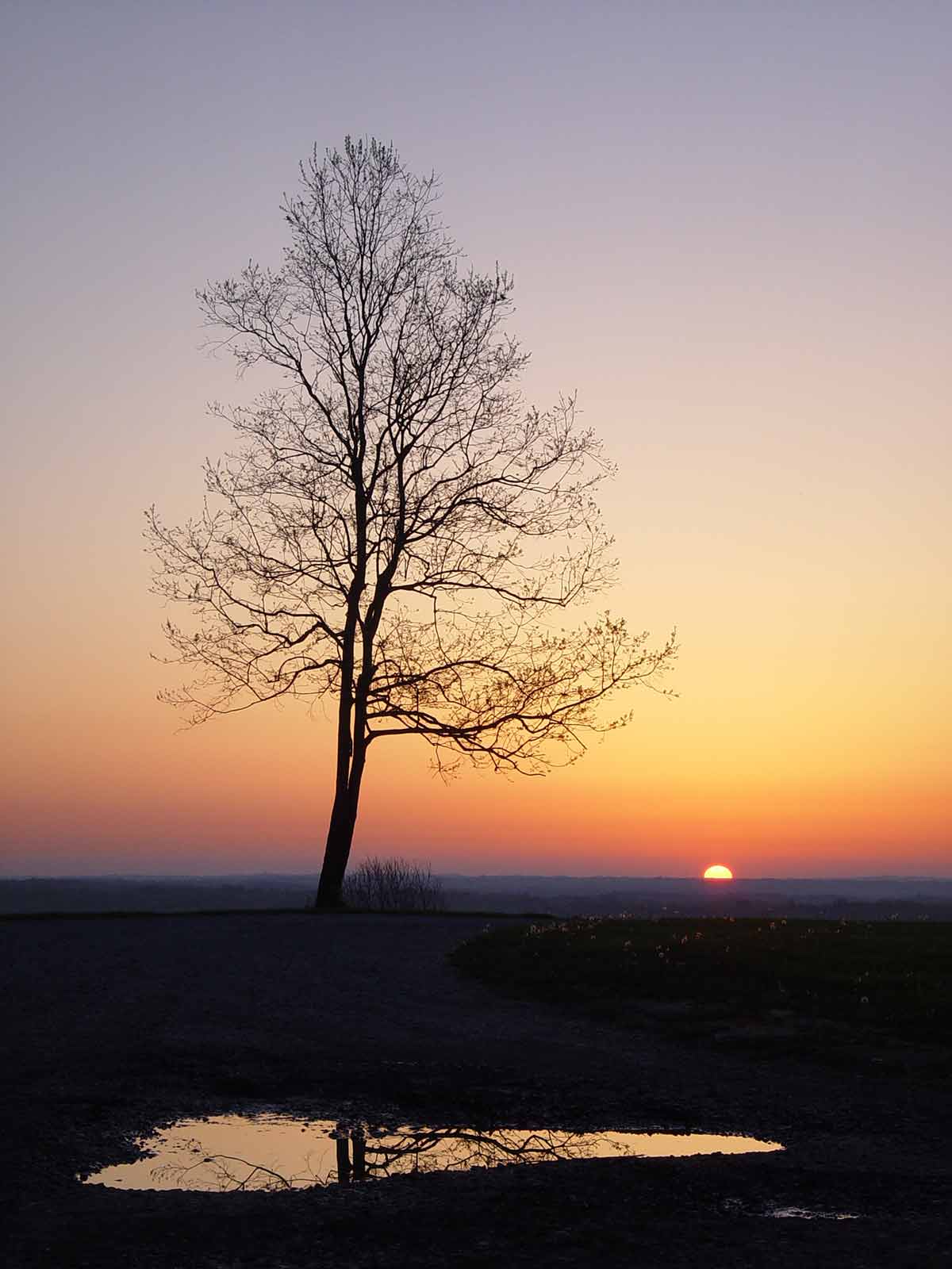 a bare lone tree at sunset in Brown County State Park Indiana