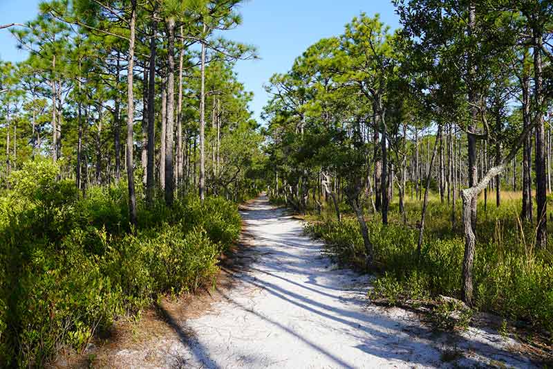 A sandy trail through a longleaf pine forest