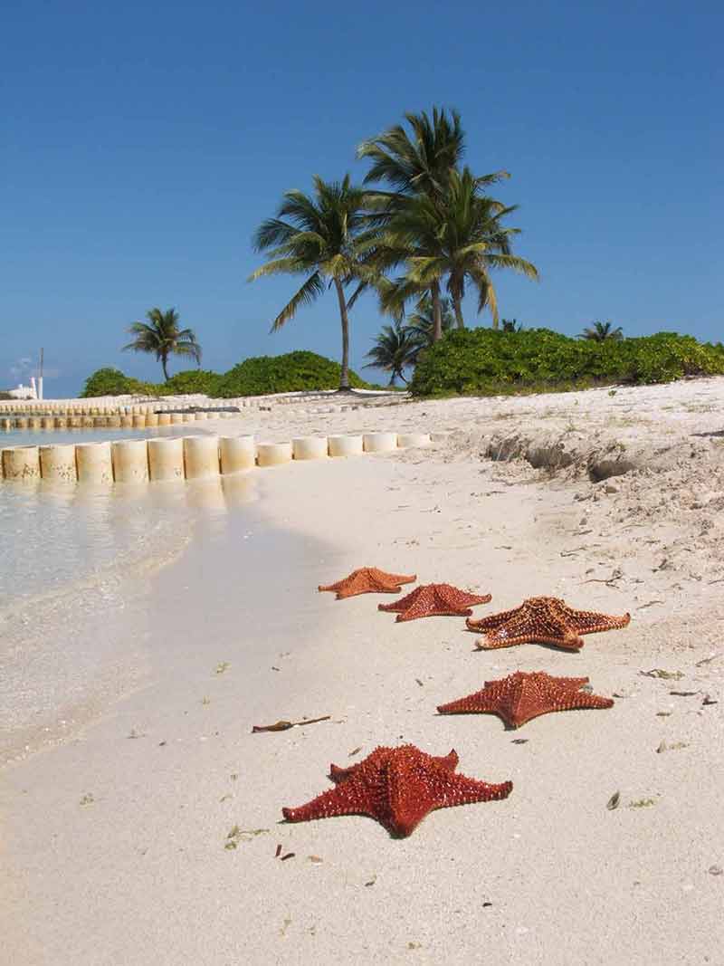 Cayman Island beaches Starfish Point Cayman Kai