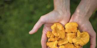 Chanterelle Mushrooms are a typical Newfoundland food