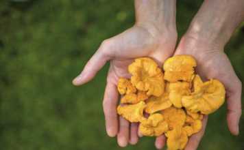 Chanterelle Mushrooms are a typical Newfoundland food