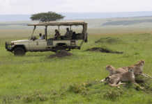 Masai Mara Safari: Kenya’s Most Unforgettable Wildlife Experience masai mara safari