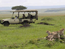 masai mara safari