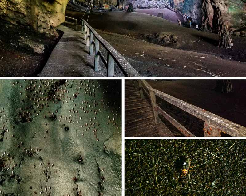 Cockroach heaven in Gomantong Caves Sandakan Borneo