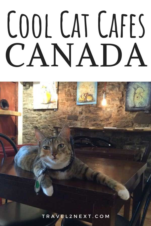 Cool Cat Cafes in Canada