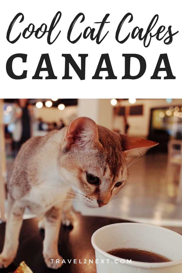 Cool Cat Cafes in Canada