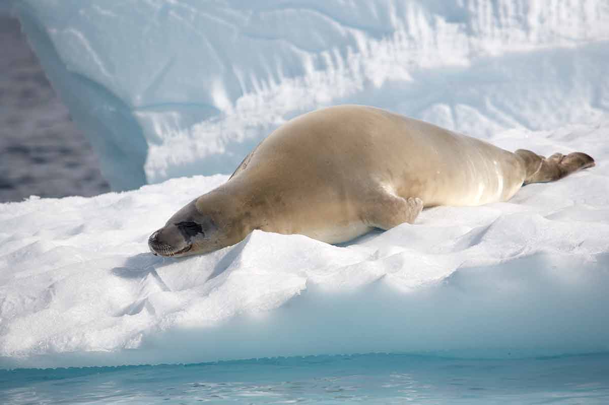 Crabeater seal landmarks of Antarctica Paradise Bay Crabeater seal