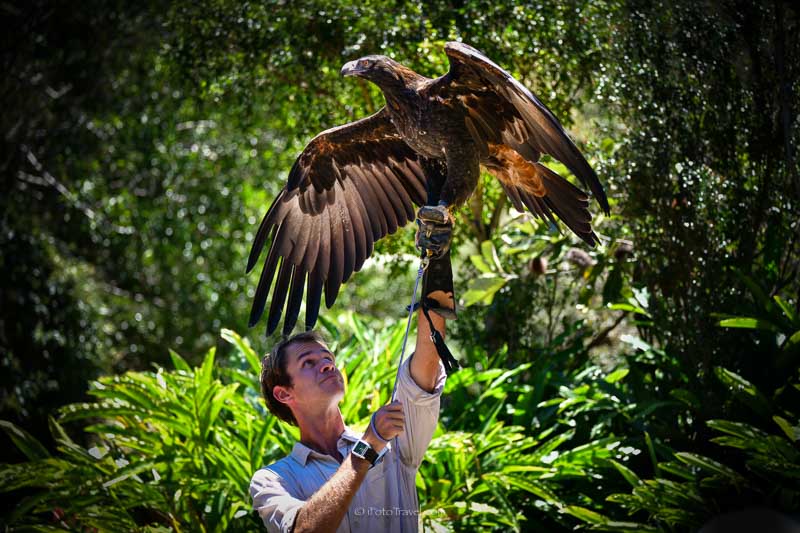 Currumbin Wildlife Sanctuary Huge wedge-tailed eagle at the Free Flying Bird Show
