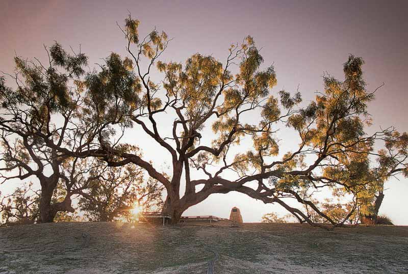 The dig tree is a unique place to visit in Queensland as it's right on the South Australian border.