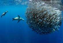 Why Seal Bay Is One Of Australia’s Most Unique Wildlife Experiences Diving South Africa
