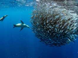 Diving South Africa