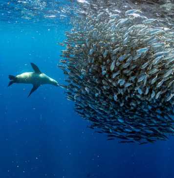 Diving South Africa