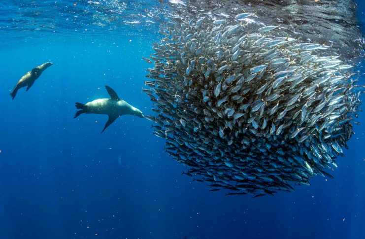 Why Seal Bay Is One Of Australia’s Most Unique Wildlife Experiences Diving South Africa