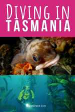 Diving in Tasmania (Photos and Video) + Tips on Best Tasmania Dive spots