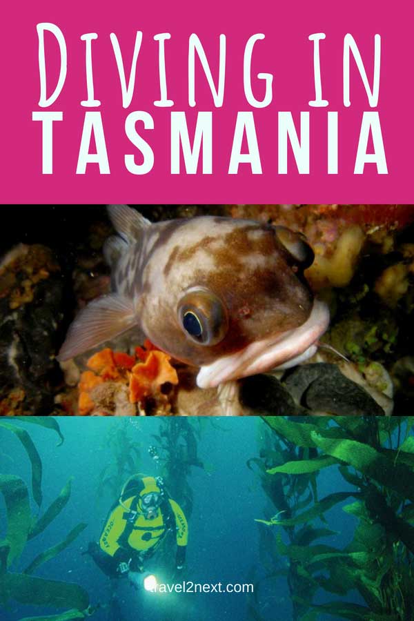 Diving in Tasmania