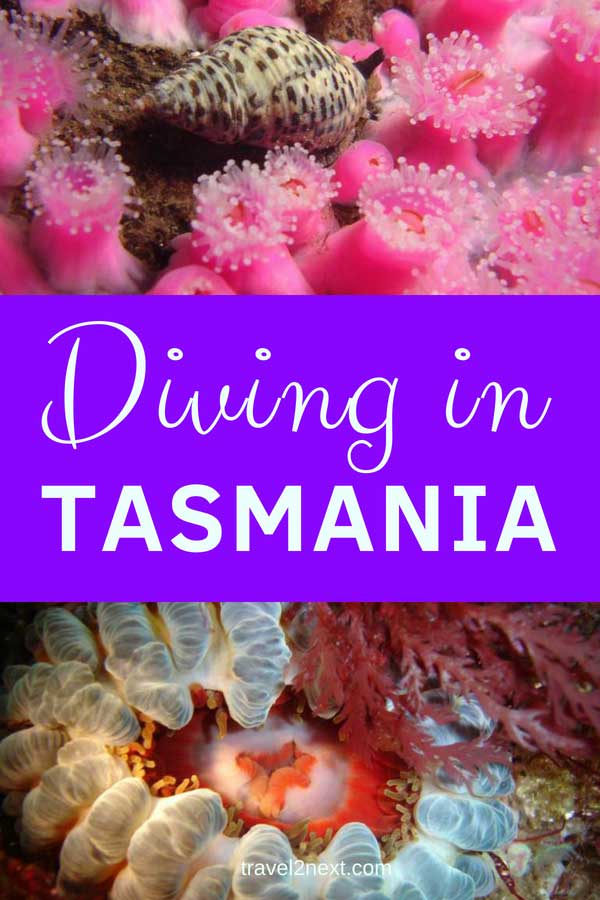 Diving in Tasmania