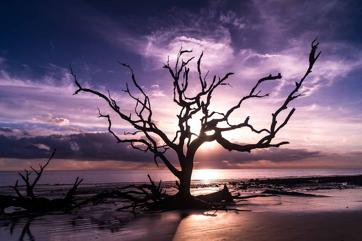 Driftwood Beach Georgia bare tree branches against a purple sky