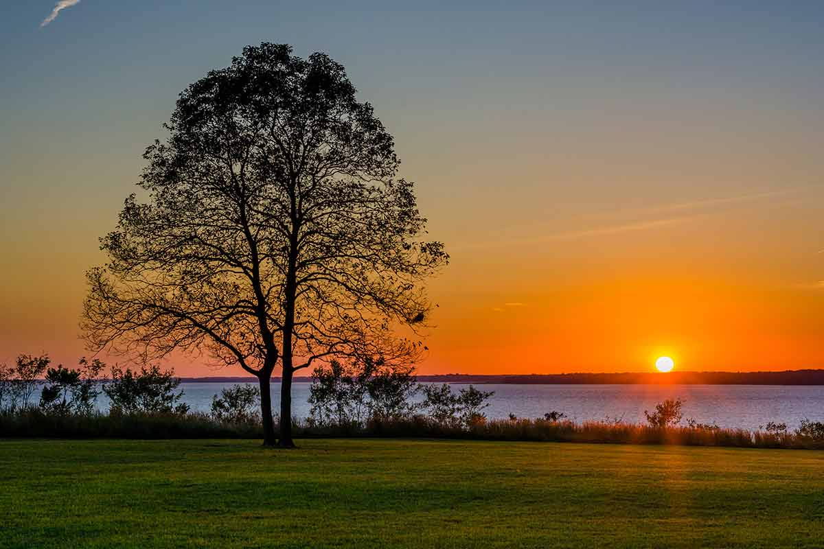Tree silhouette at sunset in Elk Neck State Park Maryland