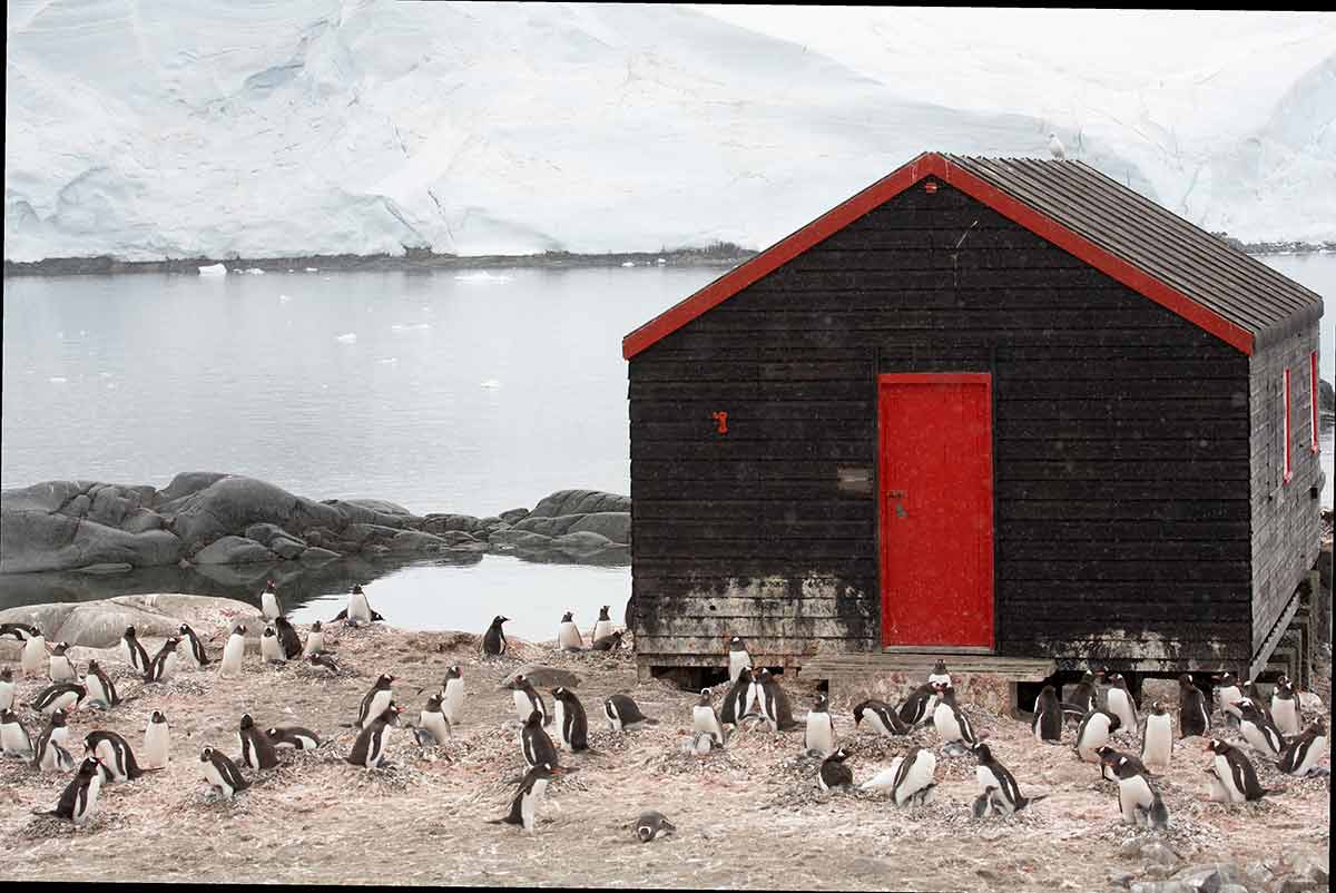 Famous landmarks in Antarctica timber building surrounded by penguins