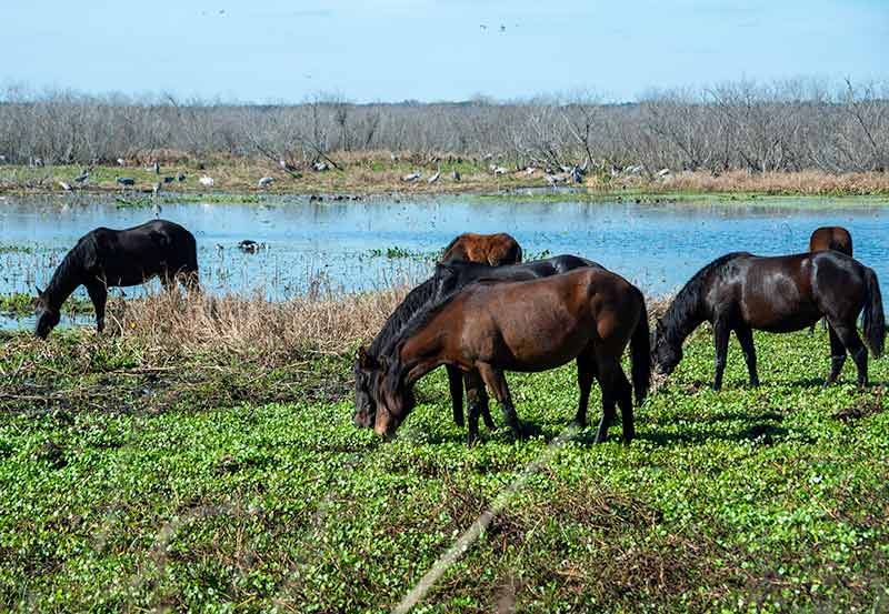 six horses grazing beside a river